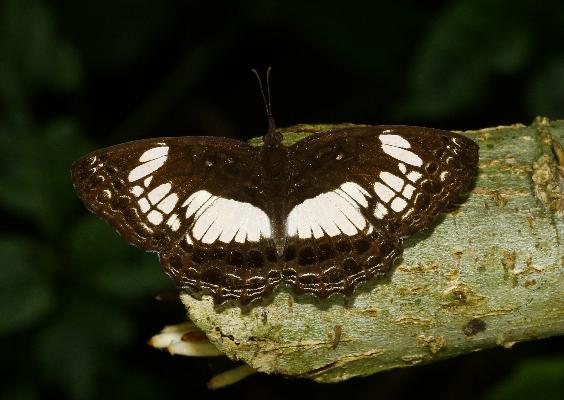 Neptidopsis ophione ophione male UPS
